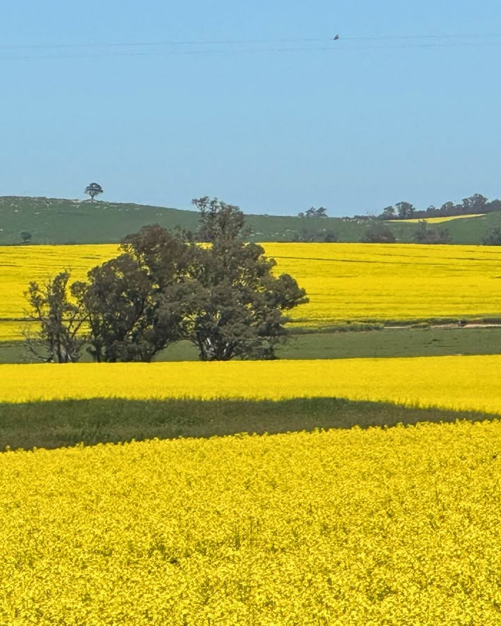 Featured image for “Temora Community Celebration: Honouring Riverina Farmers in the Heart of Australia”